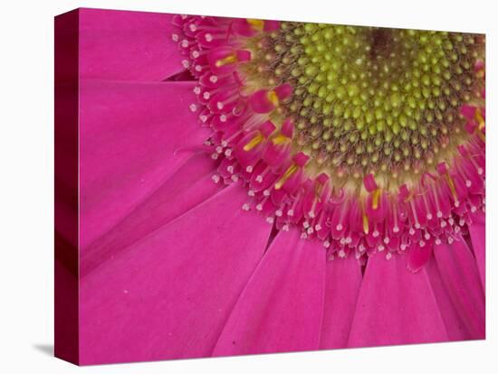 Gerbera, Shocking Pink, United Kingdom-Steve & Ann Toon-Premier Image Canvas