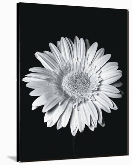 Gerbera-Sara Liu-Stretched Canvas