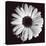 Gerbera-Bill Philip-Stretched Canvas