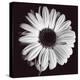 Gerbera-Bill Philip-Stretched Canvas