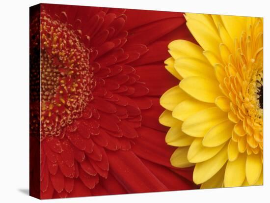 Gerbera-Daisy Gilardini-Premier Image Canvas