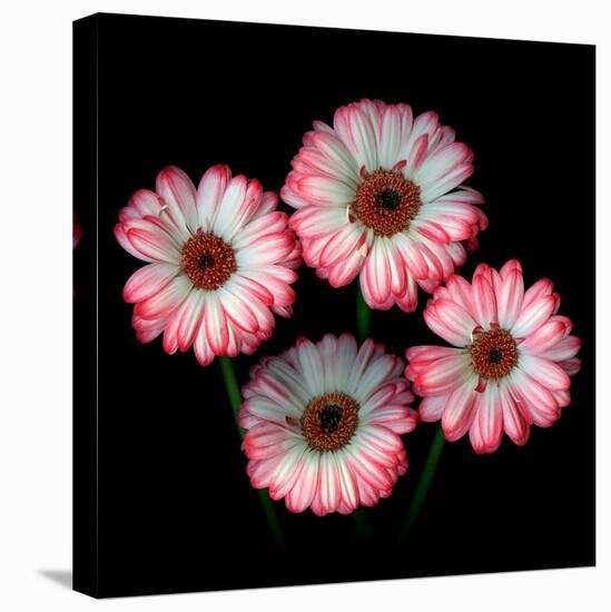 gerbera-Magda Indigo-Premier Image Canvas