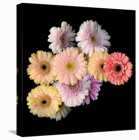 gerbera-Magda Indigo-Premier Image Canvas