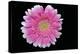 Gerbera-Heidi Westum-Premier Image Canvas