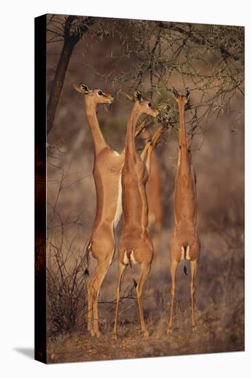 Gerenuk Feeding on Acacia Trees-DLILLC-Premier Image Canvas