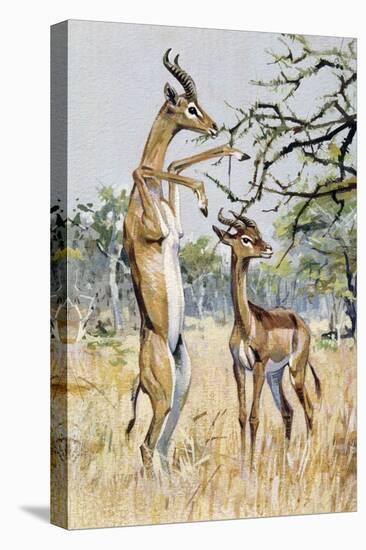 Gerenuk or Giraffe-Necked Antelope (Litocranius Walleri), Bovidae-null-Premier Image Canvas