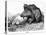 German Boar Held at Verdun - Cartoon-L. Raven Hill-Stretched Canvas
