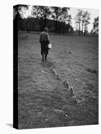 German Ethologist Dr. Konrad Z. Lorenz Studying Unlearned Habits of Goslings at Woodland Institute-null-Premier Image Canvas