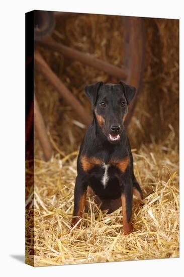 German Hunting Terrier, Young Bitch, Age 9 Months, Sitting In Straw-Petra Wegner-Premier Image Canvas