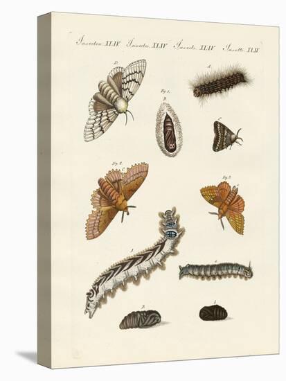 German Moths-null-Premier Image Canvas