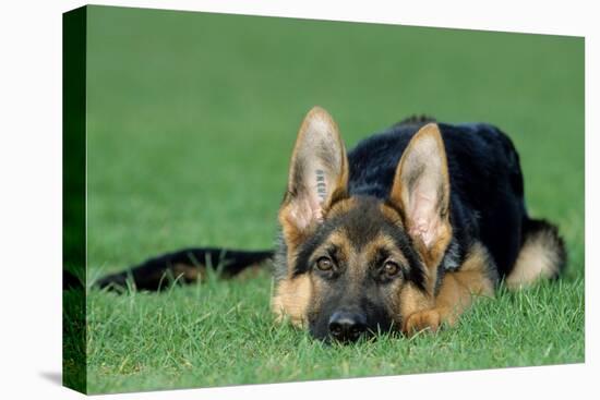 German Shepherd, Alsatian Dog Puppy Lying on Grass-null-Premier Image Canvas