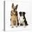 German Shepherd, Alsatian Dog with Border Collie-null-Premier Image Canvas