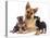 German Shepherd Dog Alsatian Bitch Lying with Her Two Puppies-Jane Burton-Premier Image Canvas