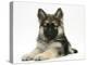 German Shepherd Dog (Alsatian) Bitch Puppy, Echo, Lying with Head Raised-Mark Taylor-Premier Image Canvas