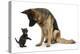 German Shepherd Dog Bitch, Coco, Looking Down on Black Kitten-Mark Taylor-Premier Image Canvas