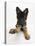 German Shepherd Dog Bitch Pup, Coco, 14 Weeks Old, with Raised Paw-Mark Taylor-Premier Image Canvas