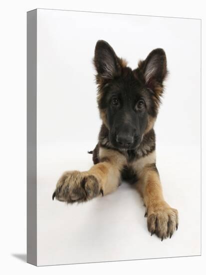 German Shepherd Dog Bitch Pup, Coco, 14 Weeks Old, with Raised Paw-Mark Taylor-Premier Image Canvas