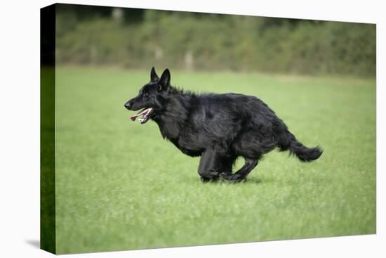 German Shepherd Dog Running in Field-null-Premier Image Canvas