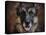 German Shepherd Face-Jai Johnson-Premier Image Canvas