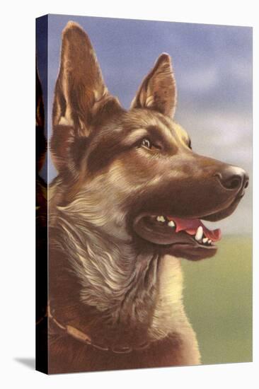 German Shepherd Head-null-Stretched Canvas