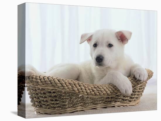 German Shepherd Pup Resting in a Wicker Basket-Jim Craigmyle-Premier Image Canvas