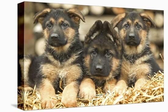 German Shepherd Three Puppies-null-Premier Image Canvas