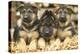 German Shepherd Three Puppies-null-Premier Image Canvas