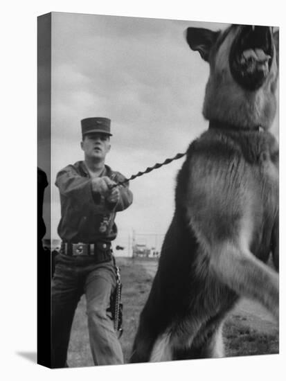 German Shepherd Trained to Protect Bombers at Sac Loring Air Force Base-null-Premier Image Canvas
