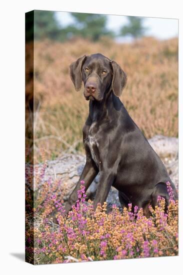 German Short-Haired Pointer Dog Puppy in Heather-null-Premier Image Canvas