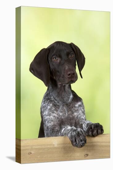 German Shorthaired Pointer Looking over a Fence-null-Premier Image Canvas