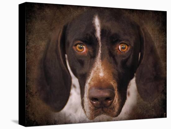 German Shorthaired Pointer Portrait-Jai Johnson-Premier Image Canvas