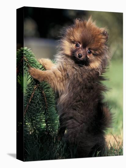 German Spitz (Klein) Puppy Climbing Branch-Adriano Bacchella-Premier Image Canvas