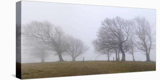 Germany, Baden-Wurttemberg, Black Forest, Schauinsland, Copper Beech-Andreas Keil-Premier Image Canvas