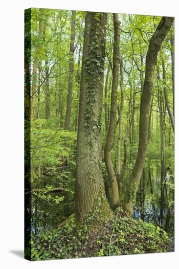 Germany, Baden-Wurttemberg, Weingartener Moor Naturschutzgebiet, spring in Weingartener Moor-Roland T. Frank-Stretched Canvas