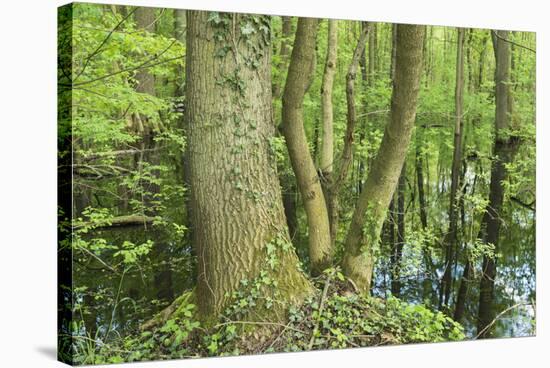 Germany, Baden-Wurttemberg, Weingartener Moor Naturschutzgebiet, spring in Weingartener Moor-Roland T. Frank-Stretched Canvas