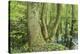 Germany, Baden-Wurttemberg, Weingartener Moor Naturschutzgebiet, spring in Weingartener Moor-Roland T. Frank-Stretched Canvas