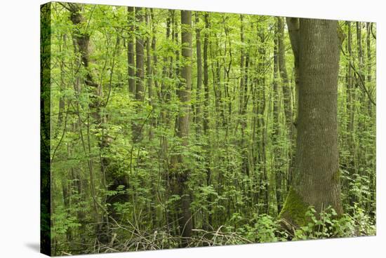 Germany, Baden-Wurttemberg, Weingartener Moor Naturschutzgebiet, Spring in Weingartener moor-Roland T. Frank-Stretched Canvas
