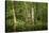 Germany, Baden-Wurttemberg, Weingartener Moor Naturschutzgebiet, wild garlic Allium ursinum.-Roland T. Frank-Stretched Canvas