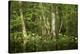 Germany, Baden-Wurttemberg, Weingartener Moor Naturschutzgebiet, wild garlic Allium ursinum.-Roland T. Frank-Premier Image Canvas