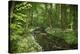 Germany, Baden-Wurttemberg, Weingartener Moor Naturschutzgebiet, wild garlic Allium ursinum.-Roland T. Frank-Premier Image Canvas