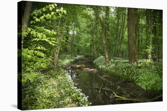 Germany, Baden-Wurttemberg, Weingartener Moor Naturschutzgebiet, wild garlic Allium ursinum.-Roland T. Frank-Stretched Canvas