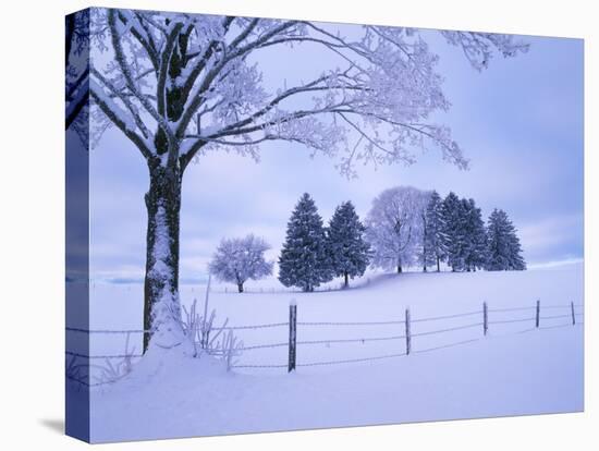 Germany, Bavaria, AllgŠu, Snow Scenery, Trees-Herbert Kehrer-Premier Image Canvas