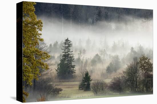 Germany, Bavaria, Penzberg, Moor, Conifers-Ralf Gerard-Premier Image Canvas
