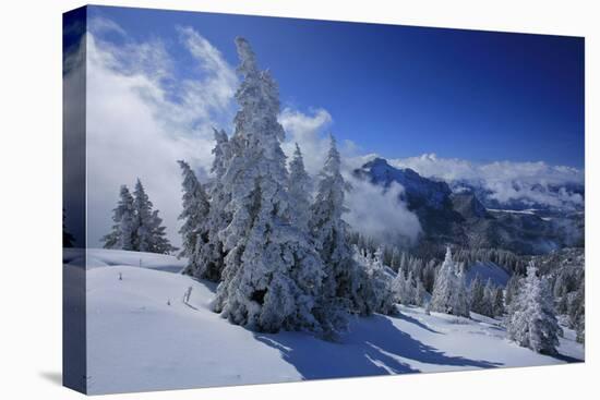 Germany, Bavaria, Winter Scenery, Spruces, 'Tegelberg' (Mountain) Near FŸssen-Uwe Steffens-Premier Image Canvas