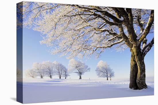 Germany, Black Forest-Herbert Kehrer-Premier Image Canvas