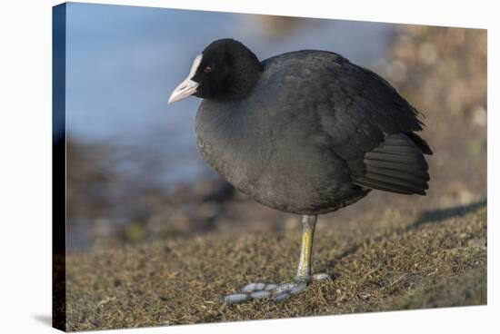 Germany, coot (Fulica atra).-Roland T. Frank-Stretched Canvas