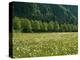 Germany, Flower Meadow, Edge of the Forest-Thonig-Premier Image Canvas