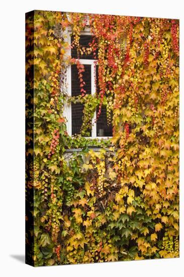 Germany, Hesse, Wetzlar, Building Covered with Ivy in Autumn-Walter Bibikow-Premier Image Canvas