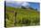 Germany, Hessen, Rheingau, Geisenheim, District Johannisberg-Udo Siebig-Premier Image Canvas