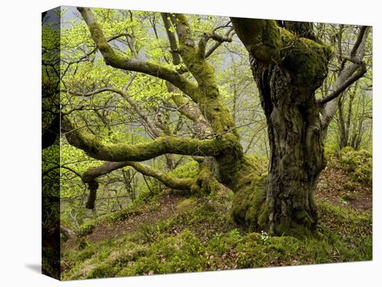 Germany, Kellerwald-Edersee, European Beech Forest on the Woogholle-K. Schlierbach-Premier Image Canvas